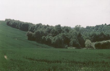 View of northern part of Hail Mary Hill Wood